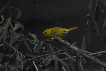 Mangrove Warbler Teotihuacan Sun, 7/18/2021