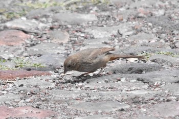 ムジトウヒチョウ テオティワカン遺跡 2021年7月18日(日)