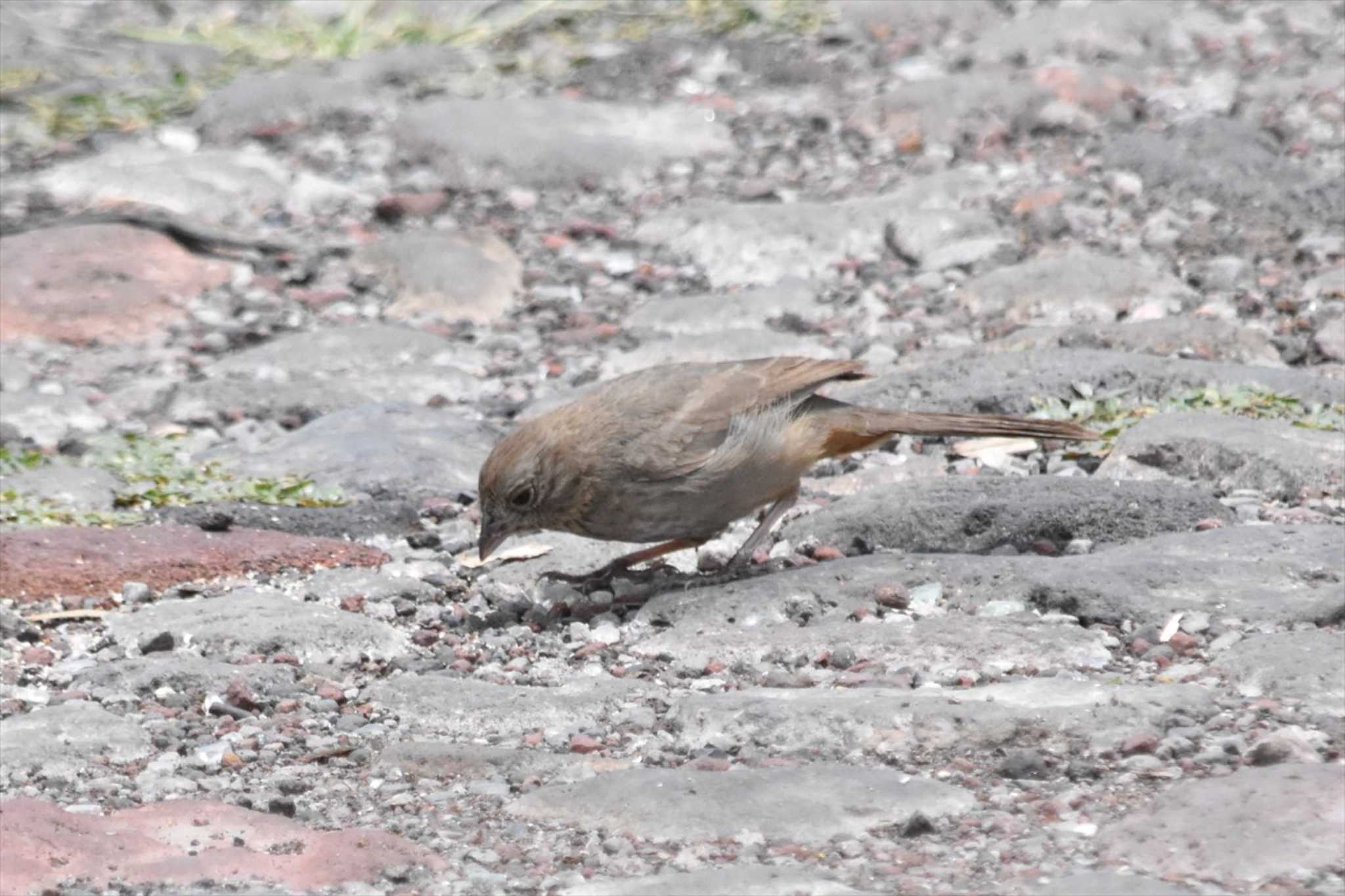 Photo of Canyon Towhee at Teotihuacan by ヨシテル