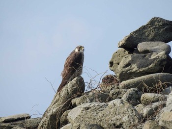 ハヤブサ 舳倉島 2017年3月28日(火)