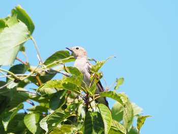 Chestnut-cheeked Starling Kasai Rinkai Park Mon, 7/19/2021