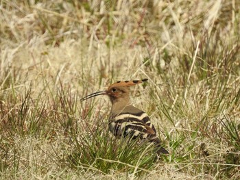 Eurasian Hoopoe Hegura Island Tue, 3/28/2017