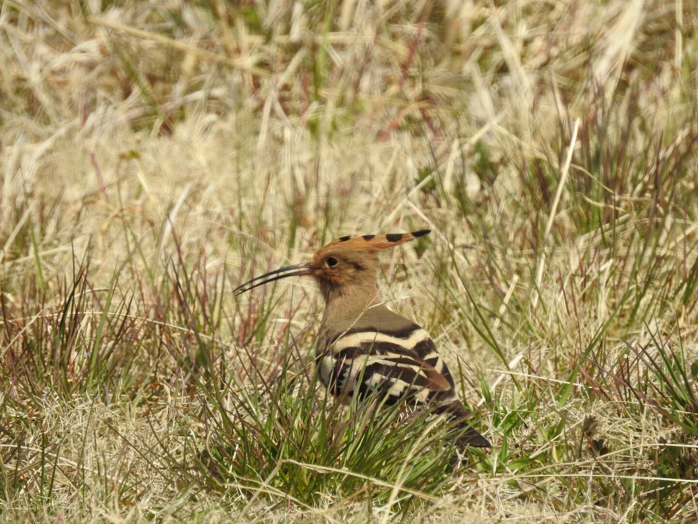 Photo of Eurasian Hoopoe at Hegura Island by Yuki86