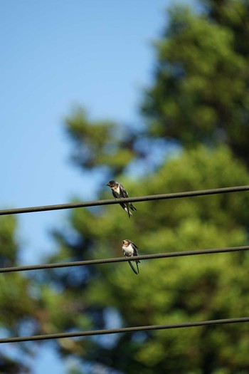 2021年7月20日(火) 松江市の野鳥観察記録