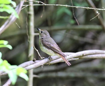 Asian Brown Flycatcher ささやまの森公園(篠山の森公園) Sun, 7/18/2021