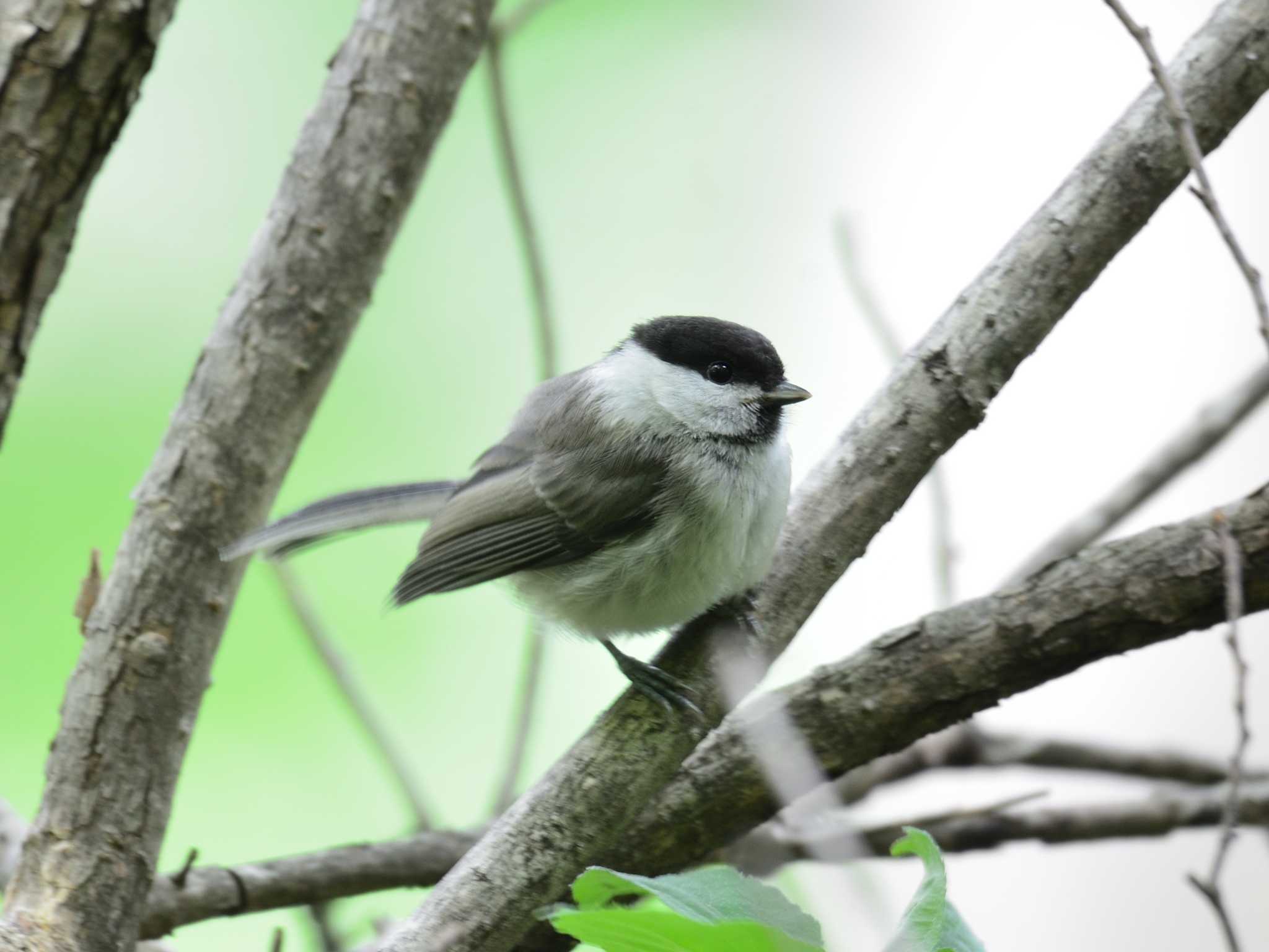 伊香保森林公園 コガラの写真 by 80%以上は覚えてないかも