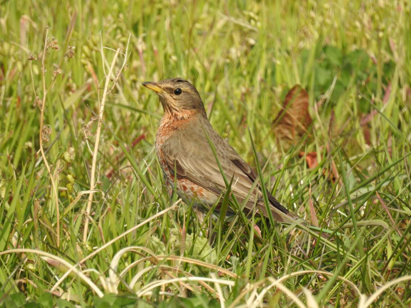 ハチジョウツグミ