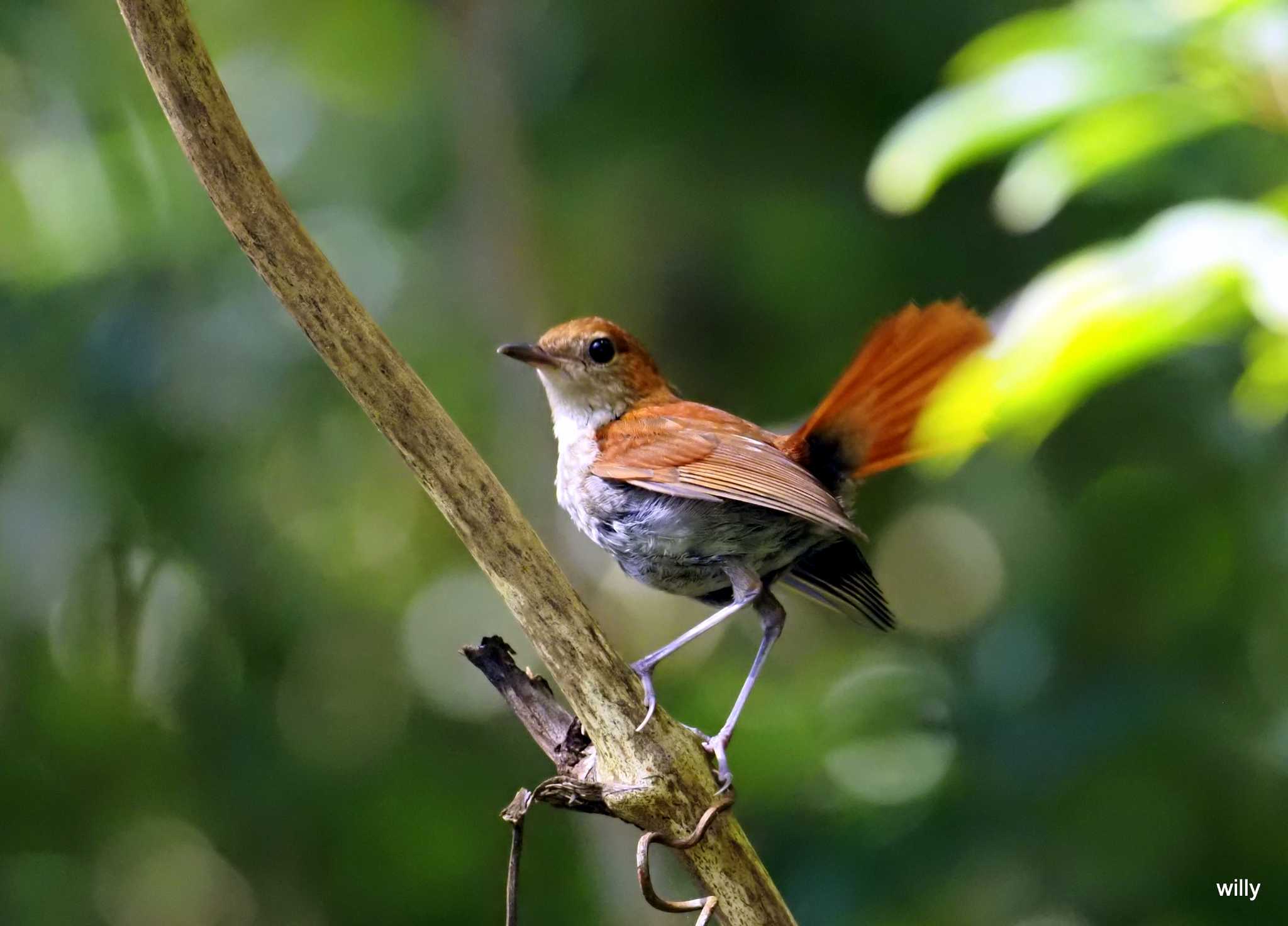 Photo of Okinawa Robin at 沖縄本島 by willy