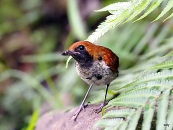 Okinawa Robin 沖縄本島 Sun, 7/11/2021