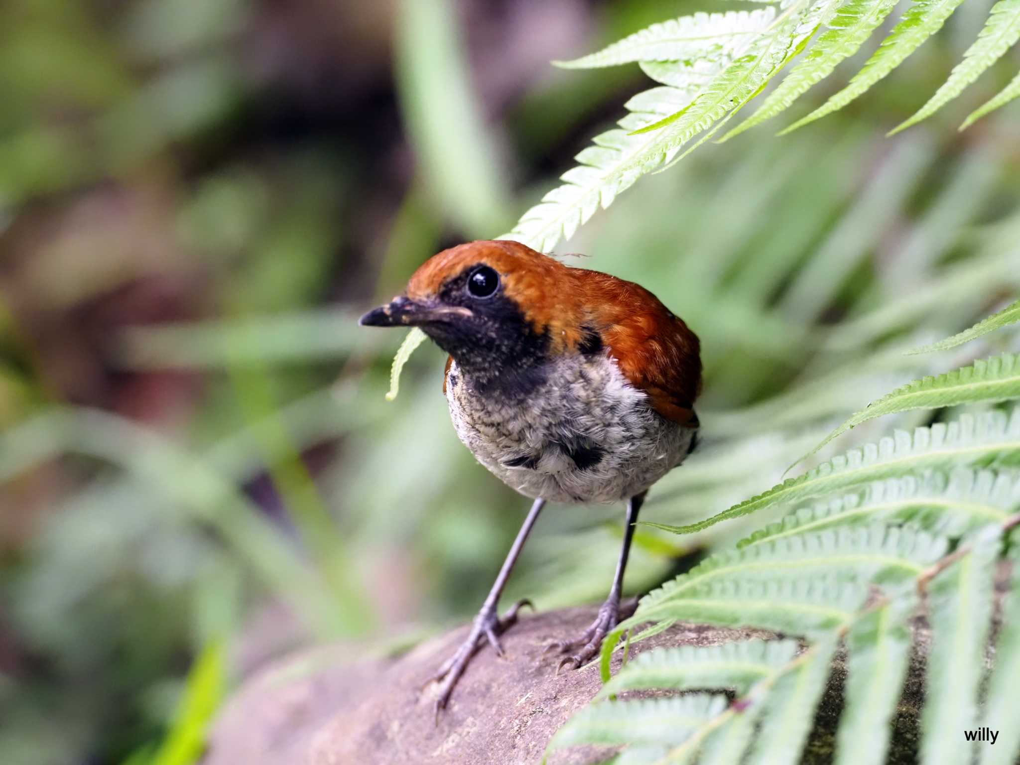 Photo of Okinawa Robin at 沖縄本島 by willy