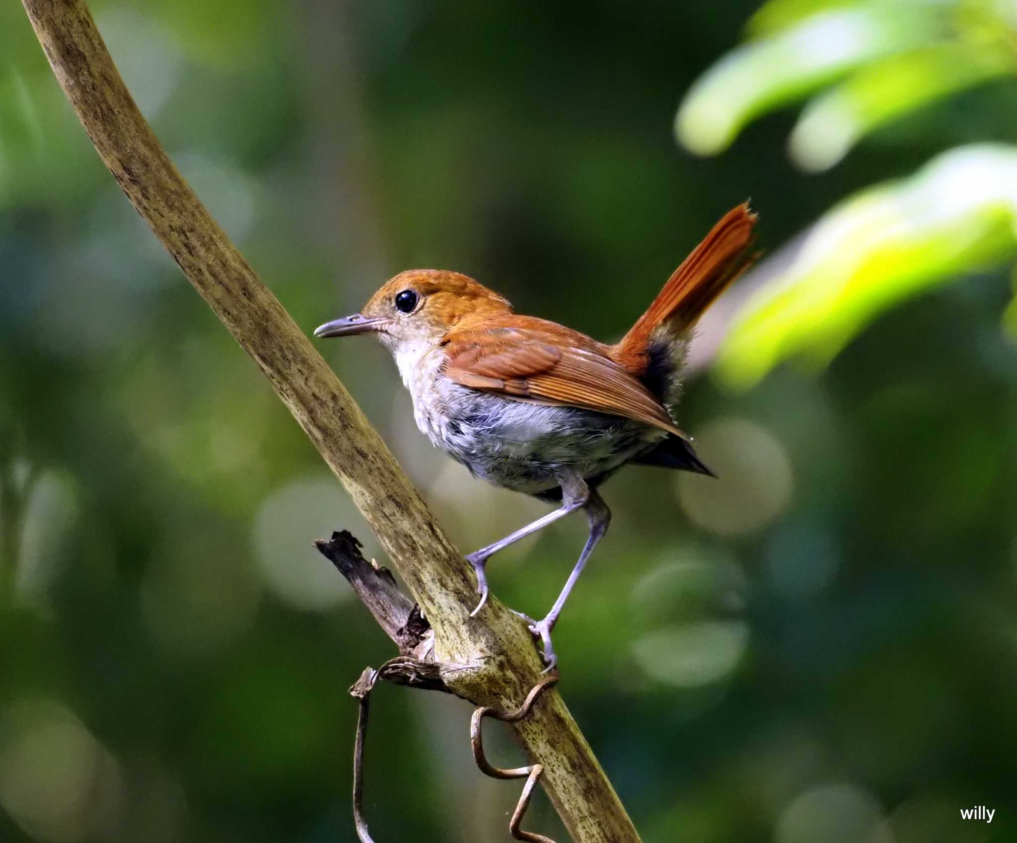 Photo of Okinawa Robin at 沖縄本島 by willy