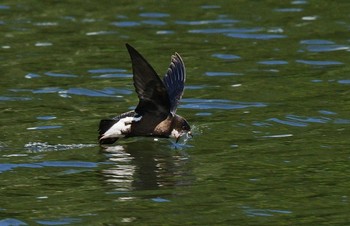 ハリオアマツバメ 場所が不明 撮影日未設定