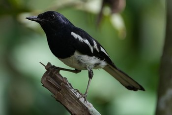 Oriental Magpie-Robin Pasir Ris Park (Singapore) Tue, 7/20/2021