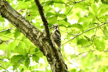 アカゲラ 野幌森林公園 撮影日未設定