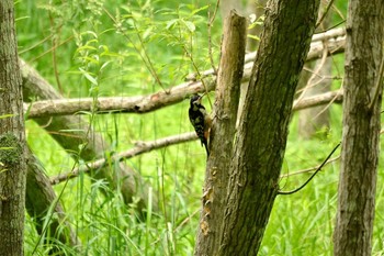 Great Spotted Woodpecker 野幌森林公園 Unknown Date