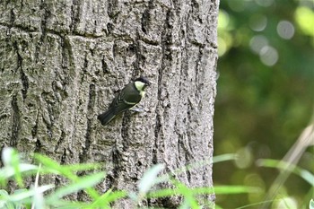 シジュウカラ 芝公園 撮影日未設定