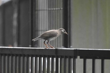 ムクドリ 亀塚公園 撮影日未設定