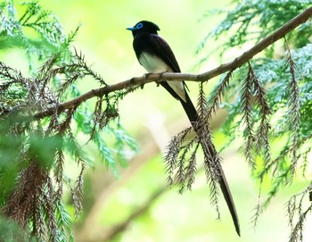 サンコウチョウ 東京都多摩地域 2021年7月16日(金)