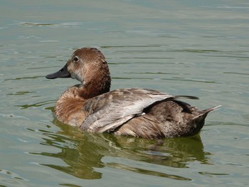 Common Pochard Ukima Park Wed, 7/21/2021