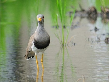 Grey-headed Lapwing 奈良県香芝市 Sun, 7/18/2021