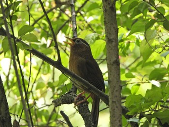 2021年4月30日(金) 下永谷市民の森の野鳥観察記録