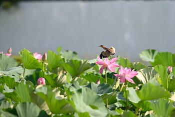 ヨシゴイ 場所が不明 2021年7月21日(水)