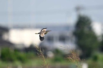 ヨシゴイ 場所が不明 2021年7月21日(水)