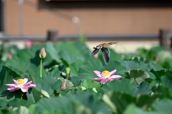 ヨシゴイ 場所が不明 2021年7月21日(水)