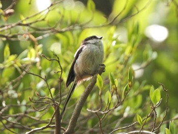 2021年4月15日(木) 下永谷市民の森の野鳥観察記録