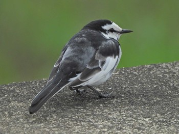 2021年4月17日(土) 永谷川遊水地の野鳥観察記録