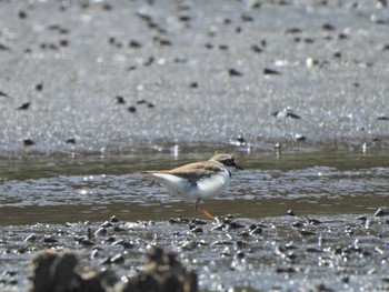 2021年4月18日(日) 江奈湾干潟(神奈川県三浦市)の野鳥観察記録