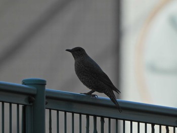 2021年4月18日(日) 長井漁港から富浦公園の野鳥観察記録