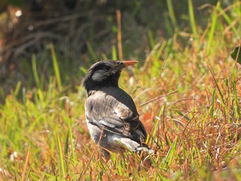 ムクドリ 長井漁港から富浦公園 2021年4月18日(日)