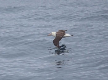 Laysan Albatross 大洗-苫小牧航路 Sun, 5/23/2021