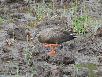 2021年4月24日(土) 舞岡公園の野鳥観察記録