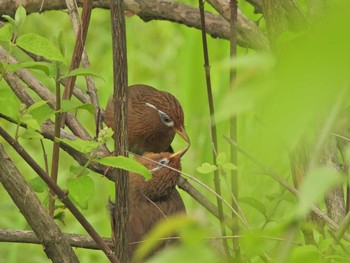 ハッカチョウ 舞岡公園 2021年4月24日(土)