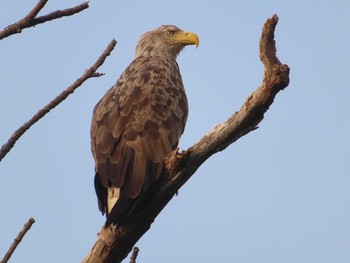 2021年7月21日(水) 網走湖の野鳥観察記録