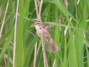 コヨシキリ 網走湖 2021年7月21日(水)