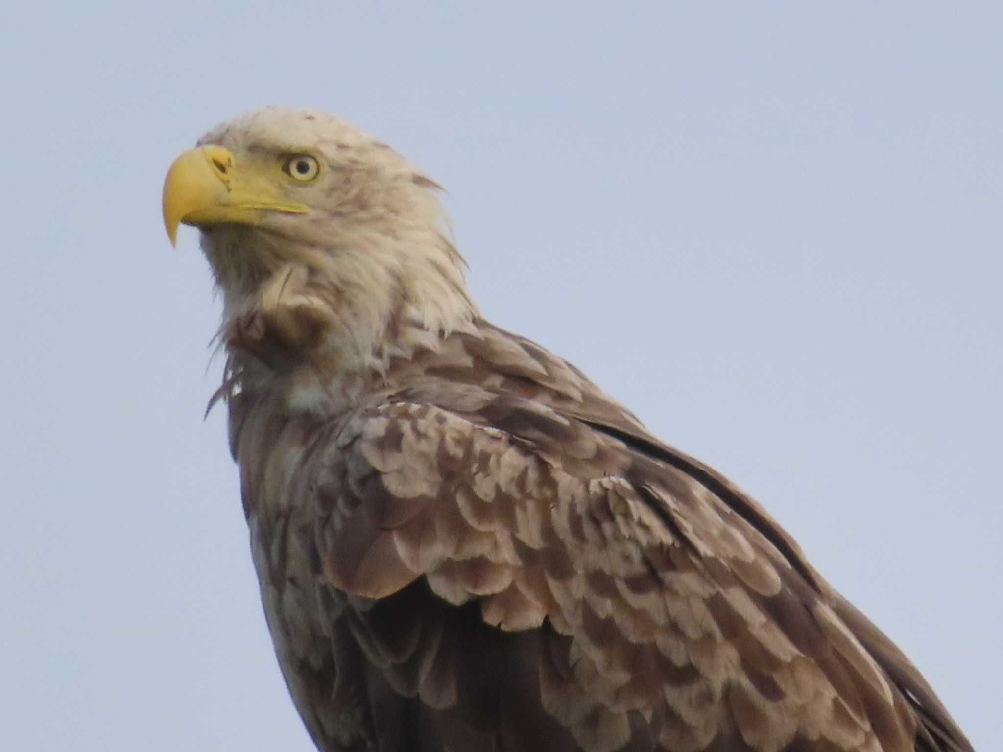 Photo of White-tailed Eagle at 網走湖 by ゆ