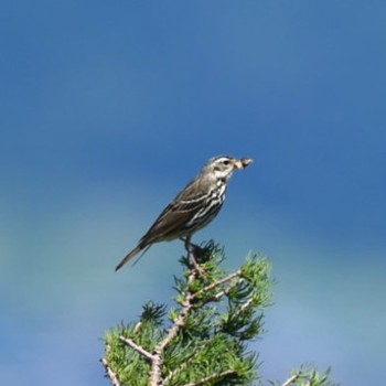 Olive-backed Pipit 御庭 Sat, 7/17/2021