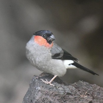 Eurasian Bullfinch Okuniwaso(Mt. Fuji) Sat, 7/17/2021