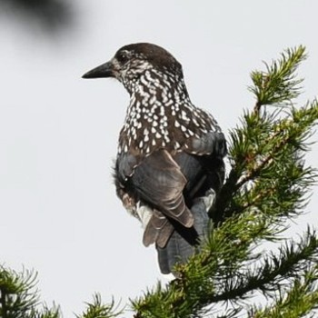 Spotted Nutcracker 御庭 Sat, 7/17/2021