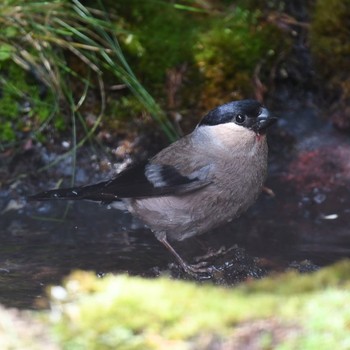 Eurasian Bullfinch Okuniwaso(Mt. Fuji) Sat, 7/17/2021