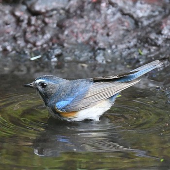 Red-flanked Bluetail Okuniwaso(Mt. Fuji) Sat, 7/17/2021