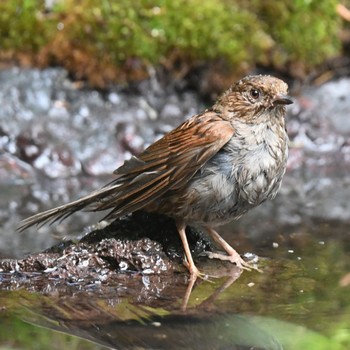 Japanese Accentor Okuniwaso(Mt. Fuji) Sat, 7/17/2021