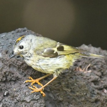 Sat, 7/17/2021 Birding report at Okuniwaso(Mt. Fuji)