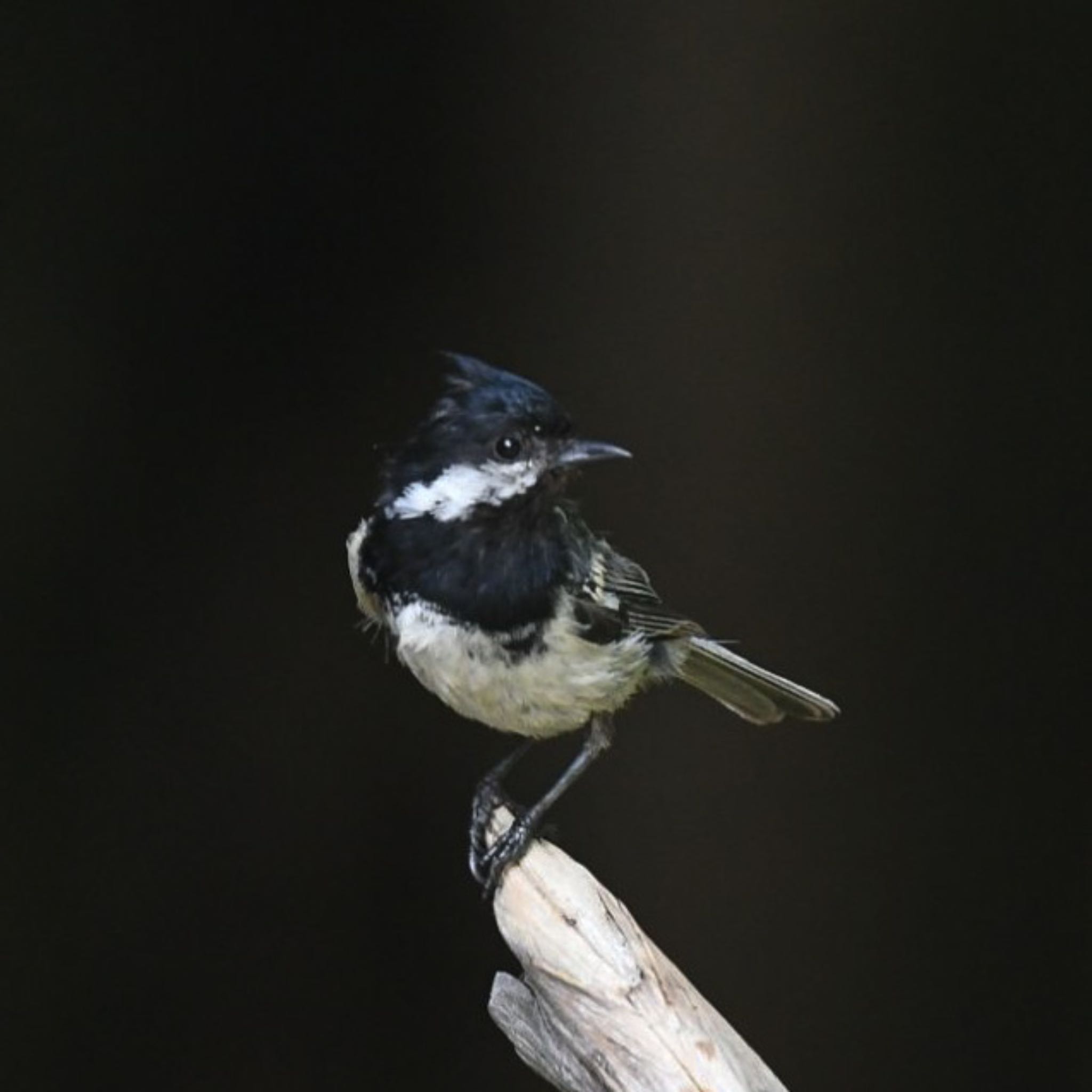 Photo of Coal Tit at Okuniwaso(Mt. Fuji) by チェブ