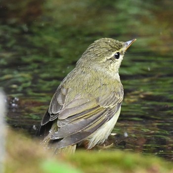 Japanese Leaf Warbler Okuniwaso(Mt. Fuji) Sat, 7/17/2021