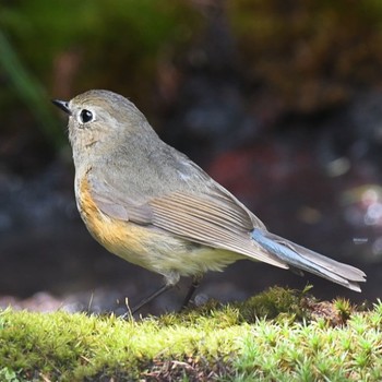 Red-flanked Bluetail Okuniwaso(Mt. Fuji) Sat, 7/17/2021