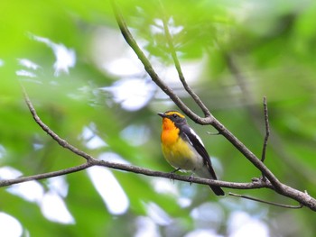 キビタキ 伊香保森林公園 2021年6月20日(日)